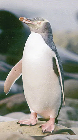 Catlins Penguin